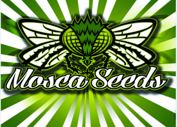 Digital Haze regulär - Mosca Seeds