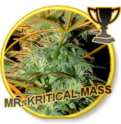 Mr. Kritical Mass - Mr. Hide Seeds