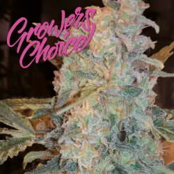 Cinderella 99 - Growers Choice