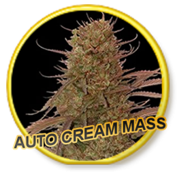 Auto Cream Mass - Mr. Hide Seeds