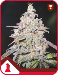 Mendocino Chanel Kush - Medical Seeds