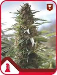 Over Dawg - Medical Seeds