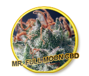 Full Moon CBD - Mr. Hide Seeds