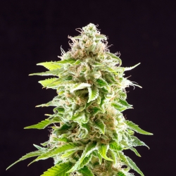 Cookies Haze - Kannabia Seeds