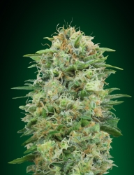 White Widow CBD - 00 Seeds Seedsbank