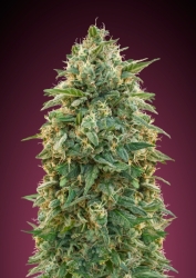 Feminized Collection #5 - Advanced Seeds