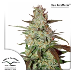 Blue Auto Mazar - Dutch Passion