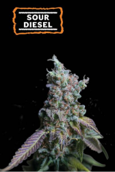 Sour Diesel Auto - Seedstockers