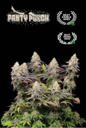 Superior Panty Punch - Seedstockers