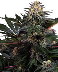 Lockdown Kush - Sensi Seeds