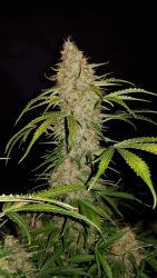 Jack Herer Auto (Original) - FastBuds Seeds