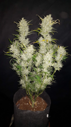 Sour Diesel Auto (Original) - FastBuds Seeds