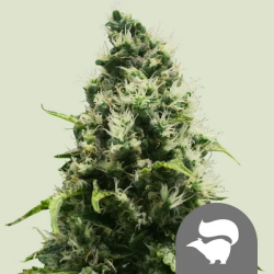 Skunk XL - Royal Queen Seeds