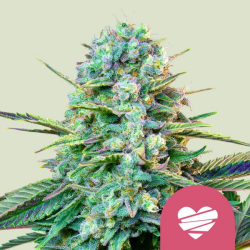 Wedding Crasher - Royal Queen Seeds