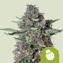 Do-Si-Dos Automatic - Royal Queen Seeds