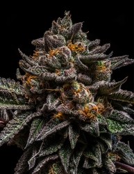 Brain Cake - Ripper Seeds