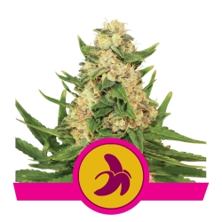 Fat Banana - Royal Queen Seeds