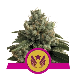 Legendary OG Punch - Royal Queen Seeds