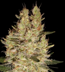 Crazy Miss Hyde - Samsara Seeds