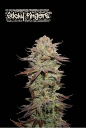 Superior Sticky Fingers Auto - SeedStockers