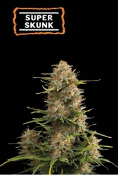 Super Skunk Auto - SeedStockers