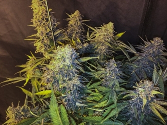 C99 X Blueberry Fast - Seedsman