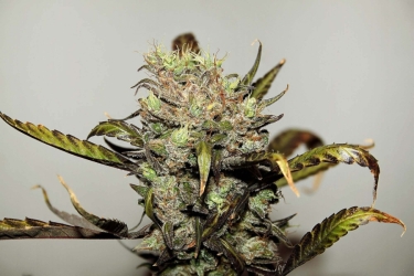 Early Durban Reg. - Seedsman