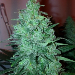 Mega Power Plant - Spliff Seeds