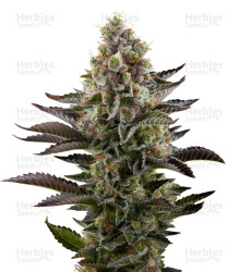 LA Widow (Kera Seeds) Cannabis-Samen