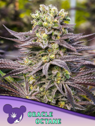 Oracle Octane - Anesia Seeds