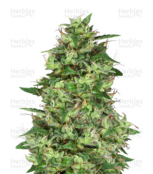 Trippy Gorilla (Big Head Seeds) Cannabis-Samen