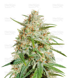 Cherry Bomb (Bomb Seeds) Cannabis-Samen