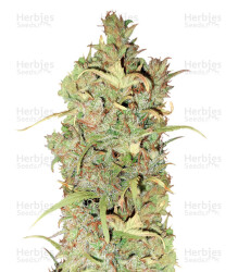 White Widow (Seedstockers) Cannabis-Samen