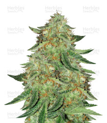 Alien Gorilla (Original Sensible Seeds) Cannabis-Samen