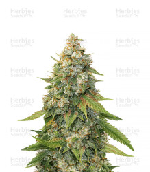 Golden Lemon Haze (Seedstockers) Cannabis-Samen