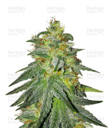 Bruce Banner #3 feminisierte Samen (Original Sensible Seeds)