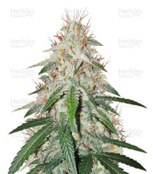 Blackberry Gum Autoflower feminisierte Samen