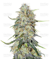 Northern Lights Autoflower feminisierte Samen (Seedstockers)