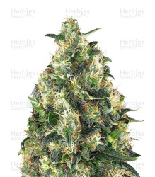 Super Skunk Autoflower (Seedstockers) Cannabis-Samen