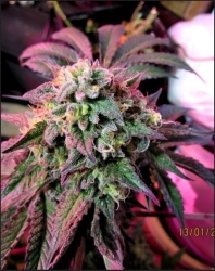 Cherry Pie - Female Seeds