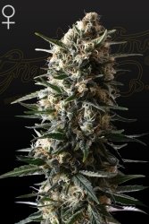 Bubba Slush - Green House Seeds