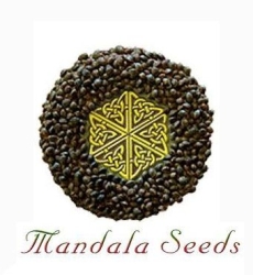 Flashberry - Mandala Seeds