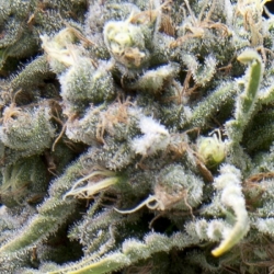 White Widow CBD - Pyramid Seeds