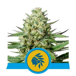 Tatanka Pure CBD - Royal Queen Seeds