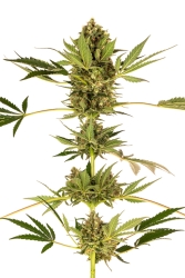 Himalayan CBD - Sensi Seeds