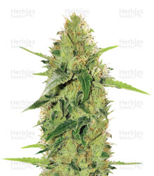 Gorilla Auto (GG#4 Original Glue Auto) (Expert Seeds) Cannabis-Samen