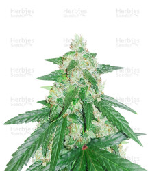 Cheese (Funky Skunk) (Expert Seeds) Cannabis-Samen