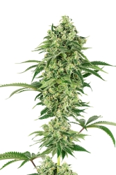 Nicole Hindu Kush - White Label Seeds