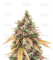 Fruit Salad (Expert Seeds) Cannabis-Samen