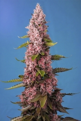 Red Hot Cookies - Sweet Seeds